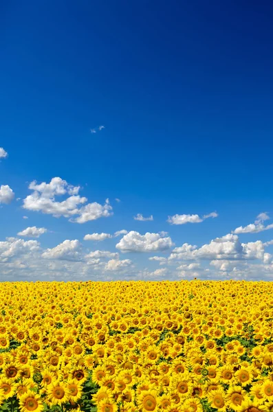 领域的黄色的向日葵 映衬在蓝天下 — 图库照片