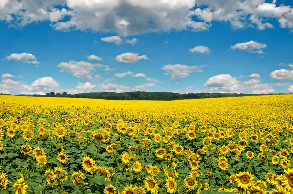 Field Yellow Sunflowers Blue Sky — Stock Photo, Image