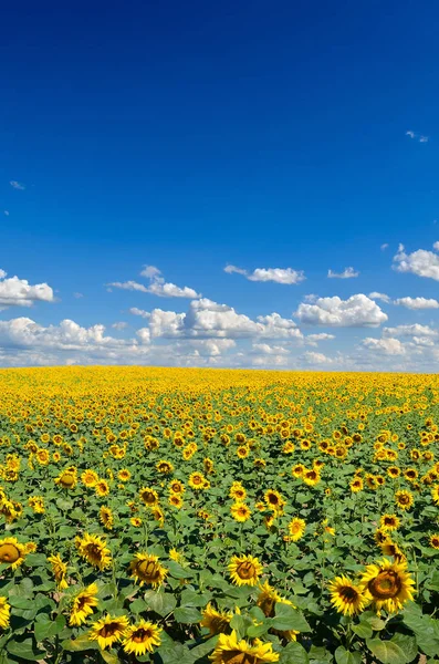 Gebied Van Gele Zonnebloemen Tegen Blauwe Hemel — Stockfoto