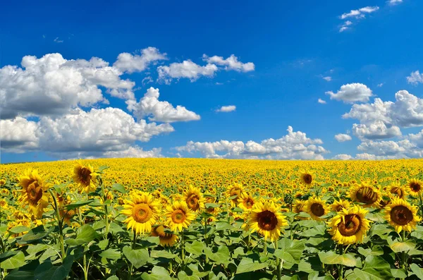 Fältet Gula Solrosor Mot Den Blå Himlen — Stockfoto