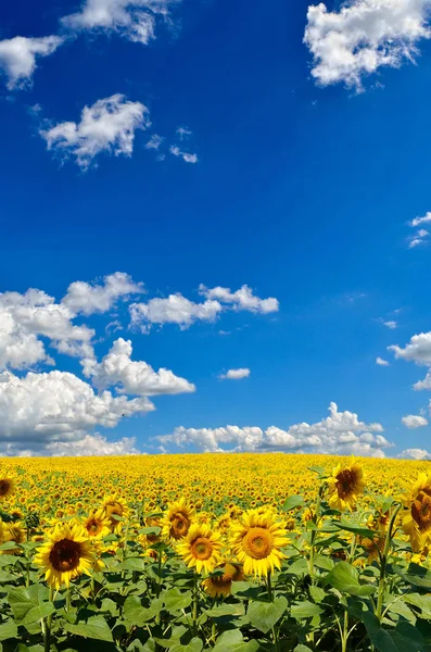 青空に黄色のヒマワリのフィールド — ストック写真