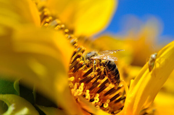 Honeybee collects nectar on the flowers of a sunflower