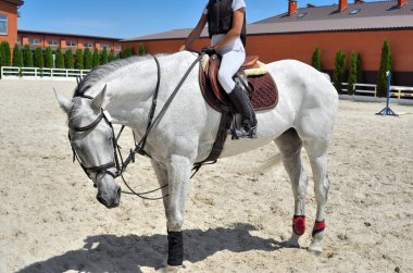 Genç, terbiye, atletik, safkan atına yakın çekim