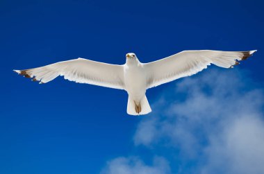 Beyaz martı karşı mavi gökyüzü uçan