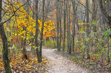 Sarı ve kırmızı yaprakları ağaçlarda sonbahar park