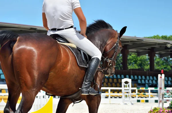 Jonge Atletische Volbloed Paard Dressuur Close — Stockfoto