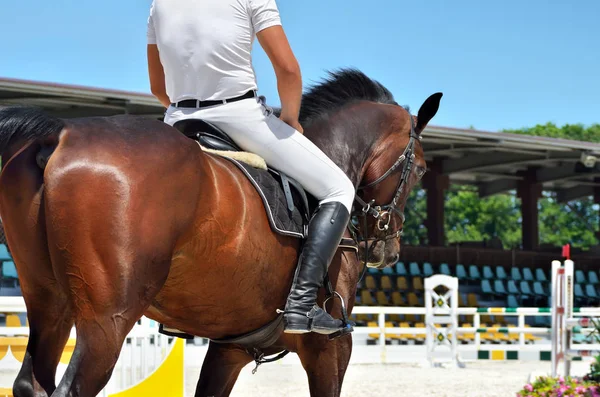 Young Athletic Thoroughbred Horse Dressage Close — Stock Photo, Image