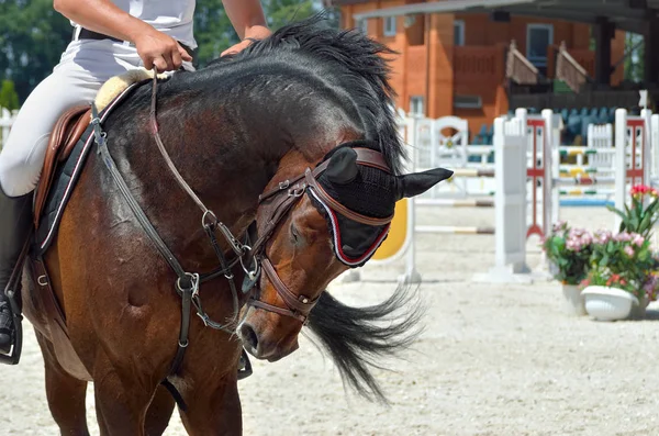 Young, athletic, thoroughbred horse on dressage, close-up