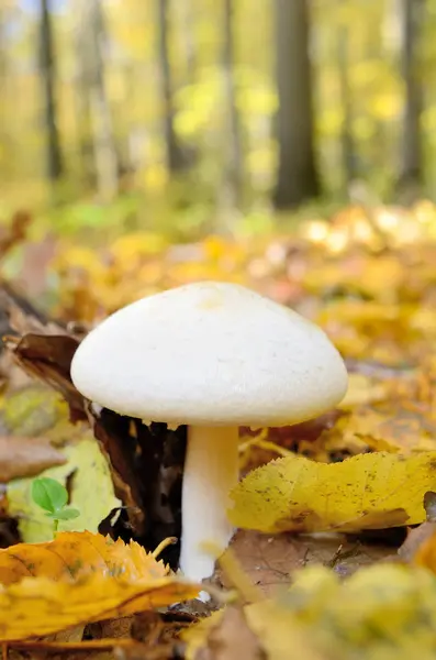 Mushrooms Growing Woods Fallen Leaves — Stock Photo, Image