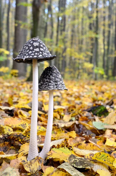 Schwarze Amanita Die Wald Zwischen Den Abgefallenen Blättern Wächst — Stockfoto