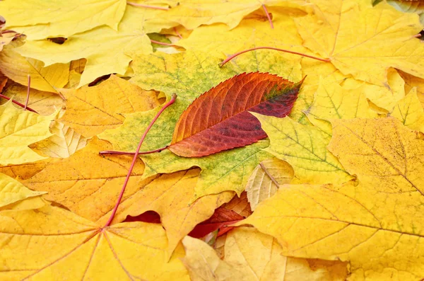 Orman yakın çekim sonbaharda sararmış akçaağaç yaprakları.