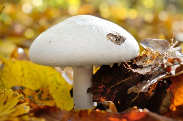 Pilze Die Wald Zwischen Den Abgefallenen Blättern Wachsen — Stockfoto