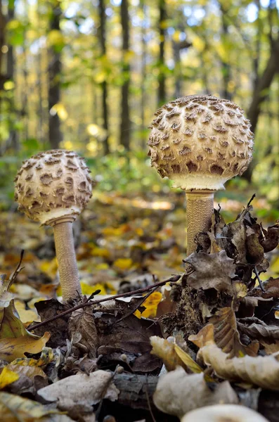 Mushrooms Growing Woods Fallen Leaves — Stock Photo, Image