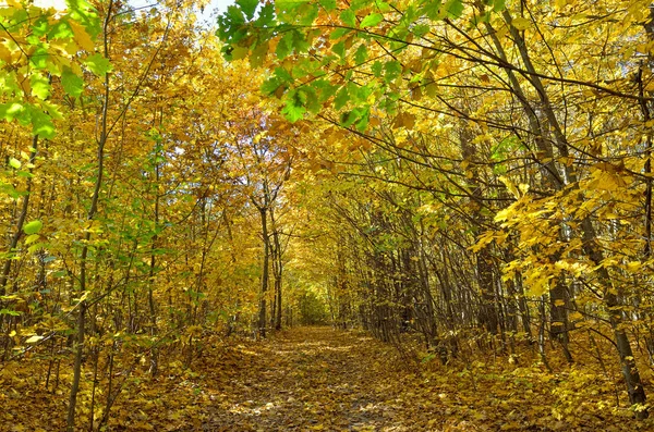 Желтые Красные Листья Деревьях Осеннем Парке — стоковое фото