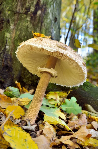 Champiñones Creciendo Bosque Entre Las Hojas Caídas — Foto de Stock