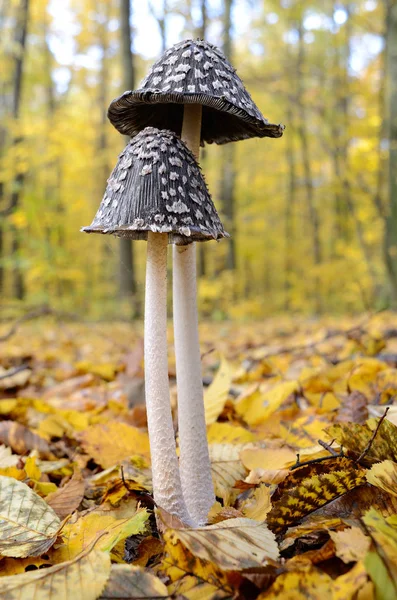 Black Amanita Growing Woods Fallen Leaves — Stock Photo, Image