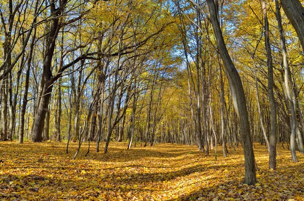 Yellow Red Leaves Trees Autumn Park — Stock Photo, Image