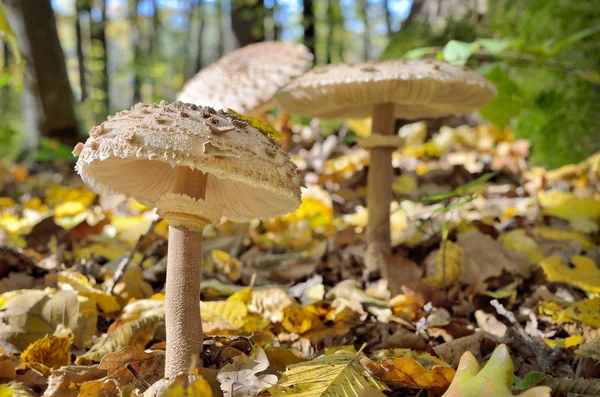 Mushrooms Growing Woods Fallen Leaves Amanita Rubescens — Stock Photo, Image