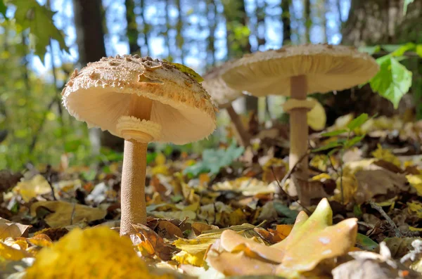 Mushrooms Growing Woods Fallen Leaves Amanita Rubescens — Stock Photo, Image