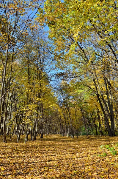 Daun Kuning Dan Merah Pohon Taman Musim Gugur — Stok Foto
