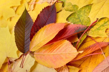 Orman yakın çekim sonbaharda sararmış akçaağaç yaprakları.