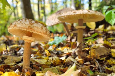 Ormanda düşen yapraklar arasında büyüyen mantar. Sonbahar mantar ve bitki ormanın içinde. Amanita rubescens.