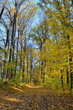 Sarı yapraklar arasında sonbahar ormandaki ağaçlar. Sonbahar manzaraları ormanın içinde. Sarı ve kırmızı yaprakları ağaçlarda sonbahar park.