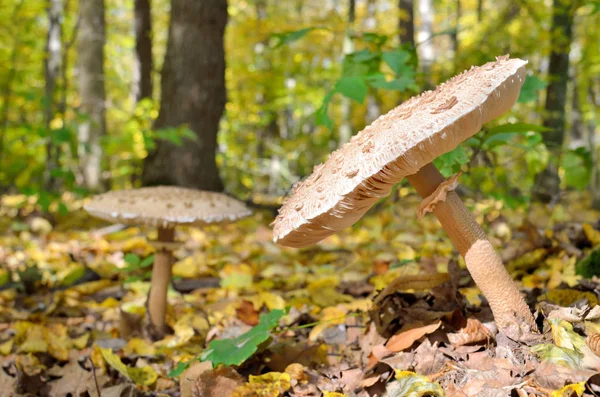 Mushrooms Growing Woods Fallen Leaves Autumn Mushrooms Plants Forest Amanita — Stock Photo, Image