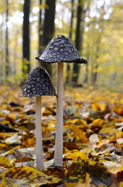 Mushrooms Black Amanita Growing Woods Fallen Leaves — Stock Photo, Image