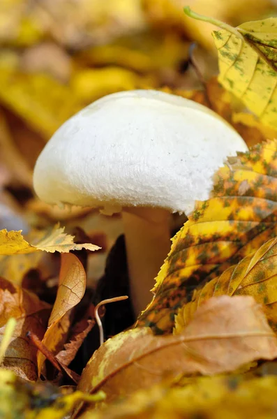 Mushrooms Growing Woods Fallen Leaves Autumn Mushrooms Plants Forest — Stock Photo, Image