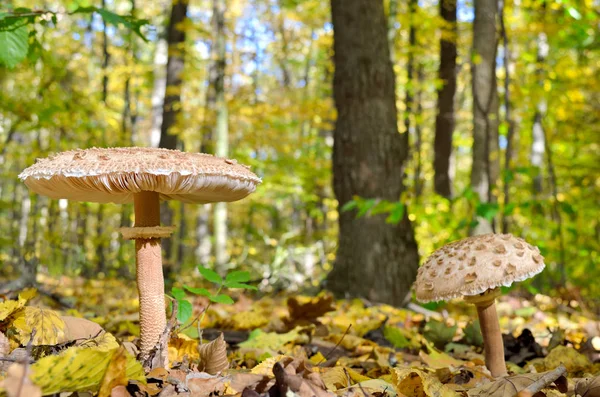 Mushrooms Growing Woods Fallen Leaves Autumn Mushrooms Plants Forest Amanita — Stock Photo, Image