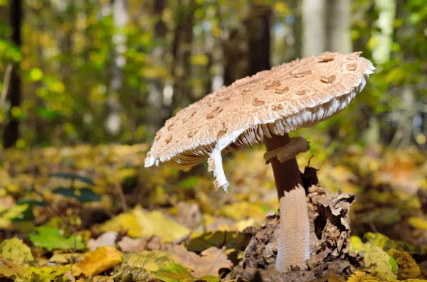 Mushrooms Growing Woods Fallen Leaves Autumn Mushrooms Plants Forest Amanita — Stock Photo, Image