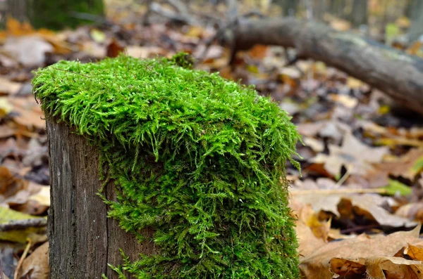 Grön Mossa Växer Stubbe Skogen Höst Höstens Svampar Och Växter — Stockfoto