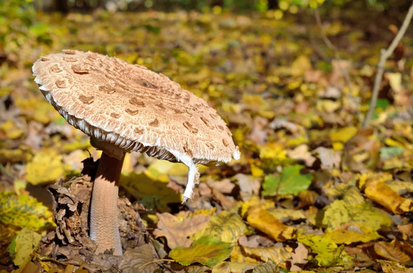 Mushrooms Growing Woods Fallen Leaves Autumn Mushrooms Plants Forest Amanita — Stock Photo, Image