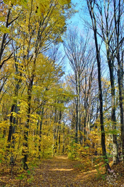 Pohon Hutan Musim Gugur Antara Daun Kuning Lanskap Musim Gugur — Stok Foto
