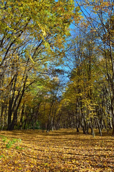 Trees Autumn Forest Yellow Leaves Autumn Landscapes Forest Yellow Red — Stock Photo, Image