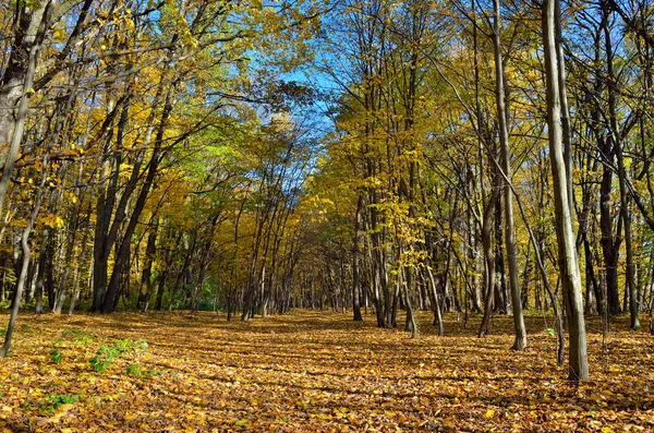 Trees Autumn Forest Yellow Leaves Autumn Landscapes Forest Yellow Red Stock Photo