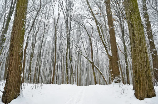Zimą Drzewa Pokryte Śniegiem Lesie — Zdjęcie stockowe
