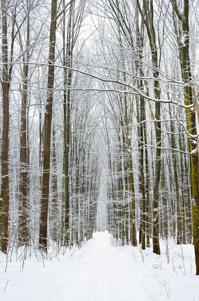 Winter Trees Covered Snow Forest — Stock Photo, Image