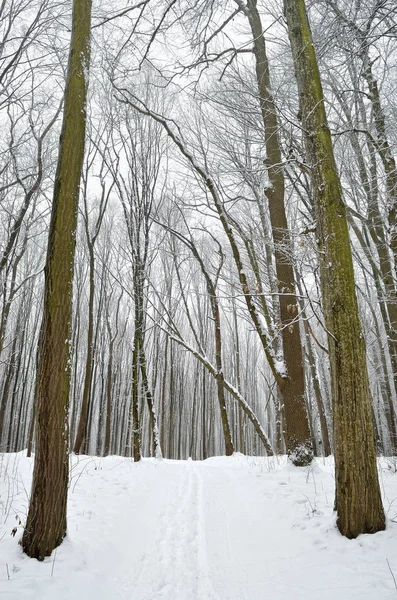 Zimą Drzewa Pokryte Śniegiem Lesie — Zdjęcie stockowe