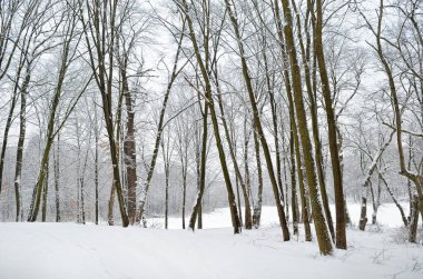 Kış ağaçları orman kar ile kaplı .