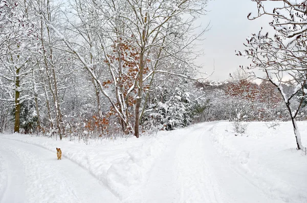 Árvores Cobertas Neve Jardim Inverno — Fotografia de Stock