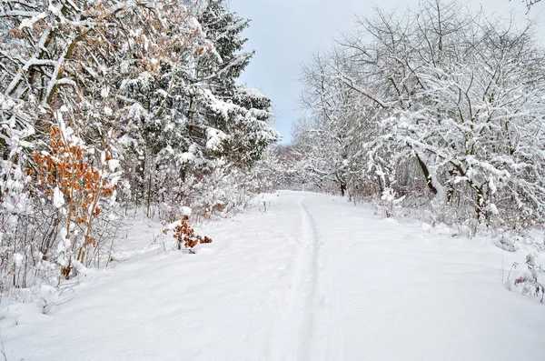 Drzewa Pokryte Śniegiem Ogrodzie Zimowym — Zdjęcie stockowe