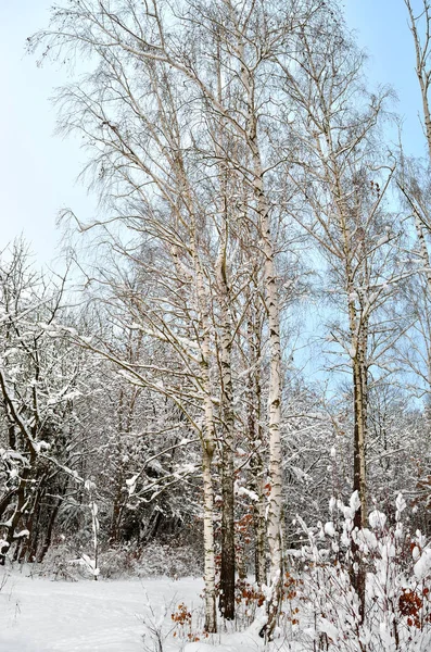 Trees Covered Snow Winter Garden — Stock Photo, Image