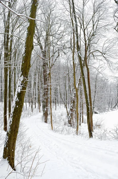 Árboles Invierno Cubiertos Nieve Bosque — Foto de Stock