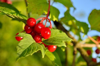 Yeşil yaprak arasında kırmızı, olgun meyveler kartopu olgunlaştı.