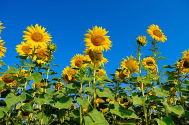Genç ayçiçeği çiçeklenme alanında mavi gökyüzü karşı
