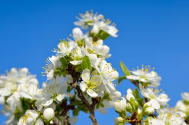 Baharda ağaçların dallarında beyaz çiçekler
