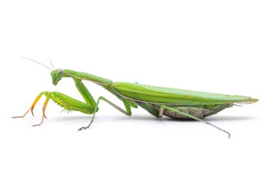 Sıradan, Avrupa mantis bileğinde, beyaz arka plan üzerinde izole.