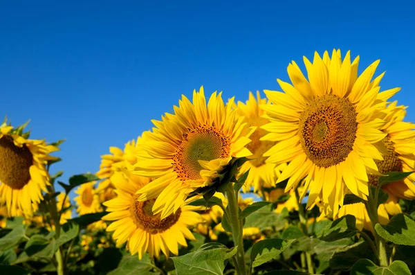 Jonge Zonnebloemen Bloeien Veld Tegen Een Blauwe Hemel — Stockfoto